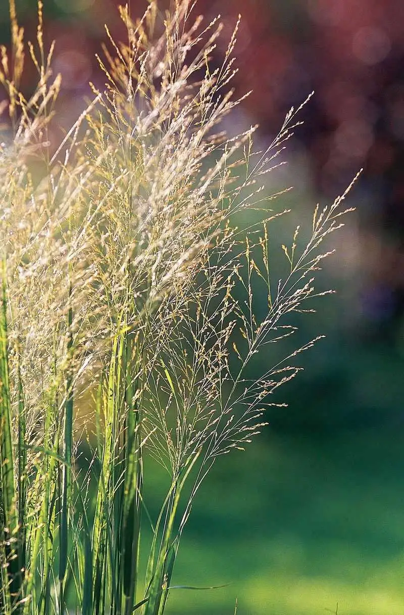 Panicum Virgatum (Switchgrass)