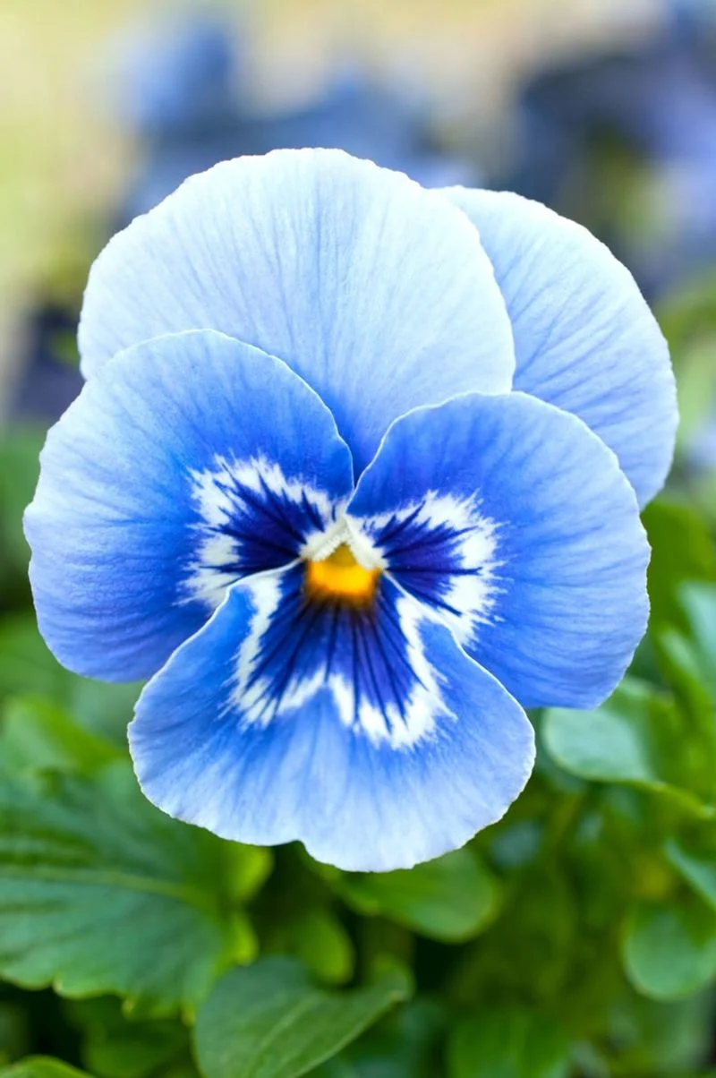 Pansies