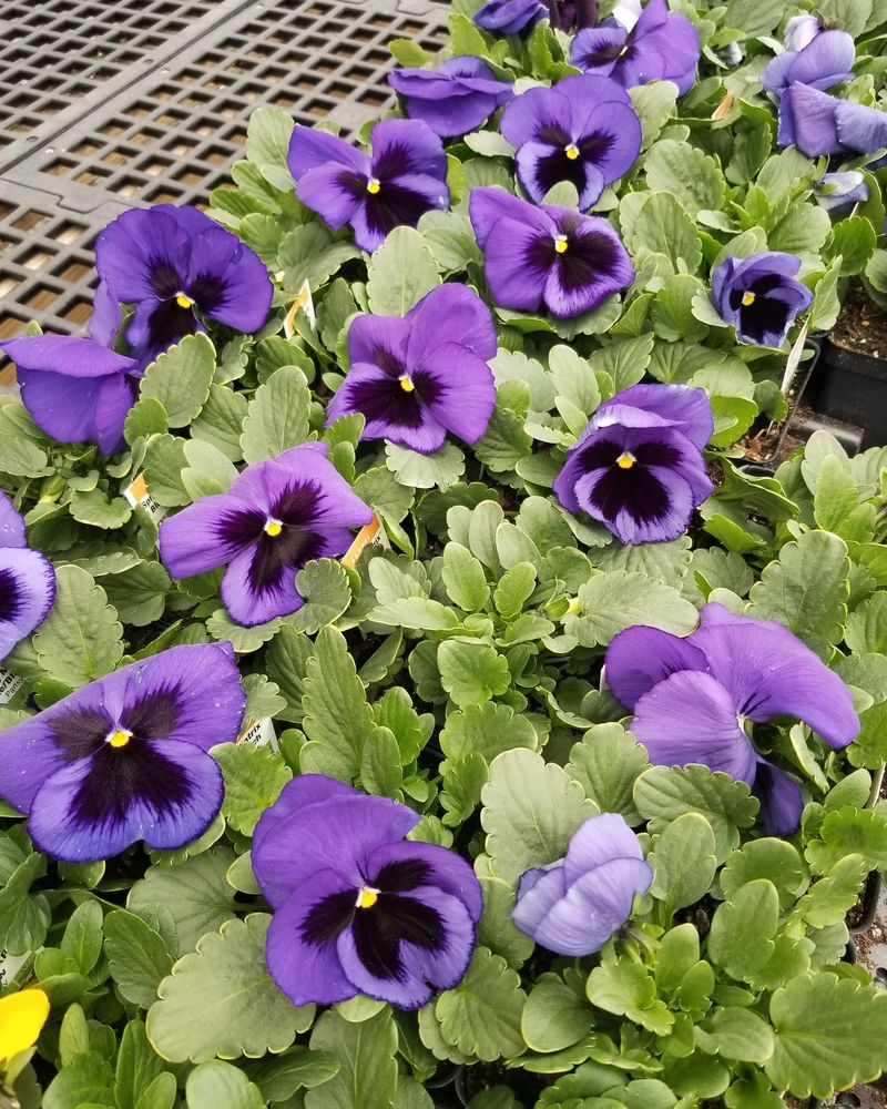 Pansies