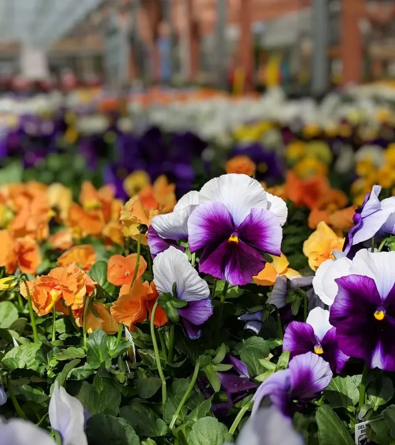 Pansies