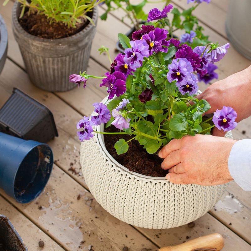 Pansies and Violas