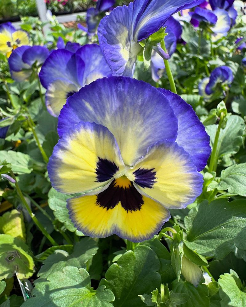 Pansy