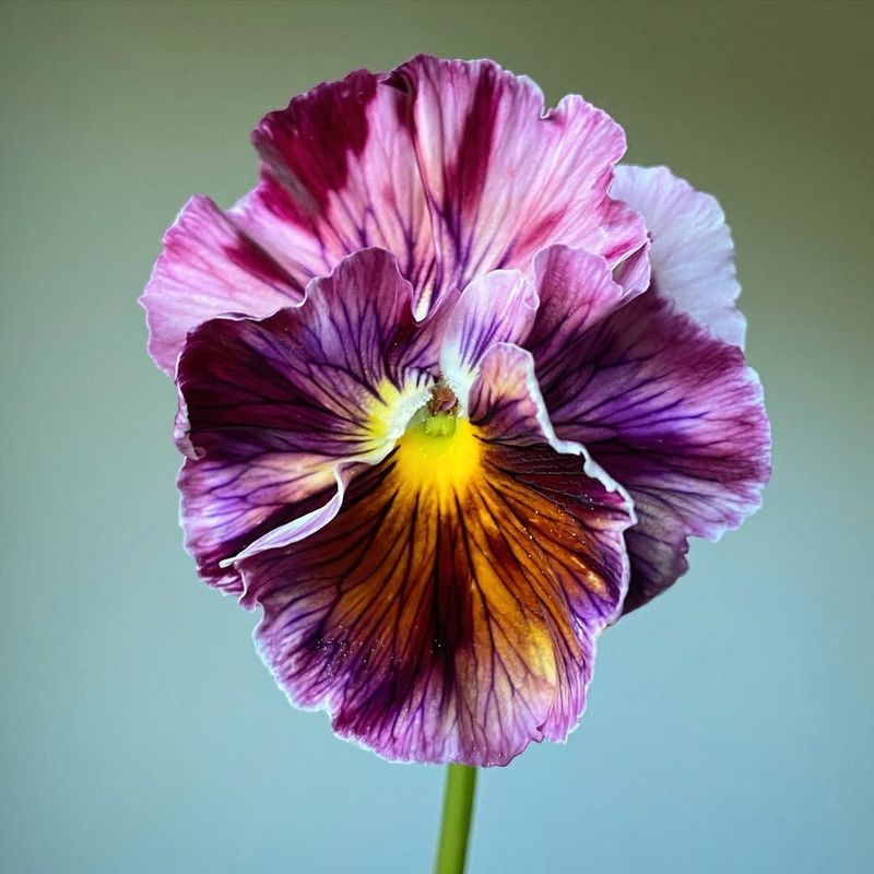 Pansy