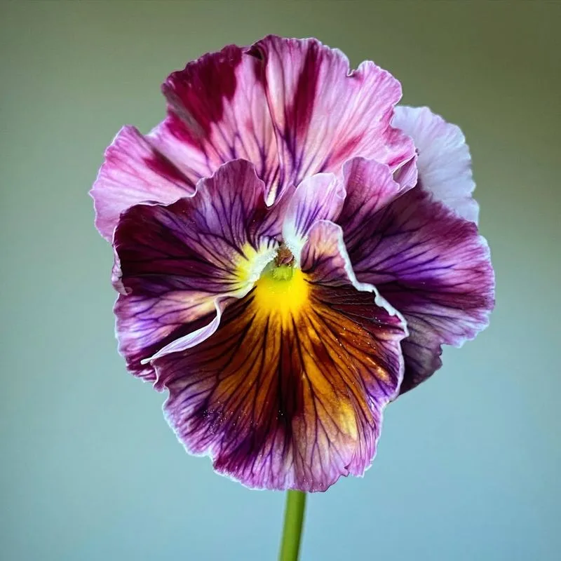 Pansy