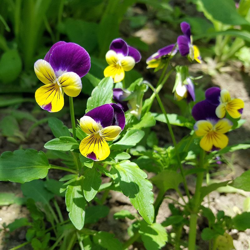 Pansy