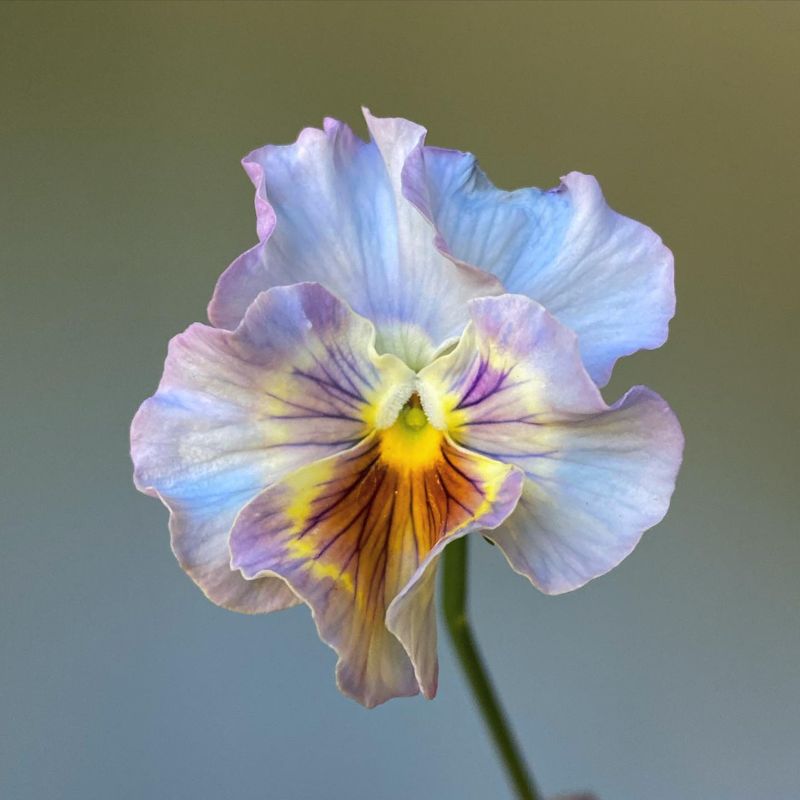 Pansy