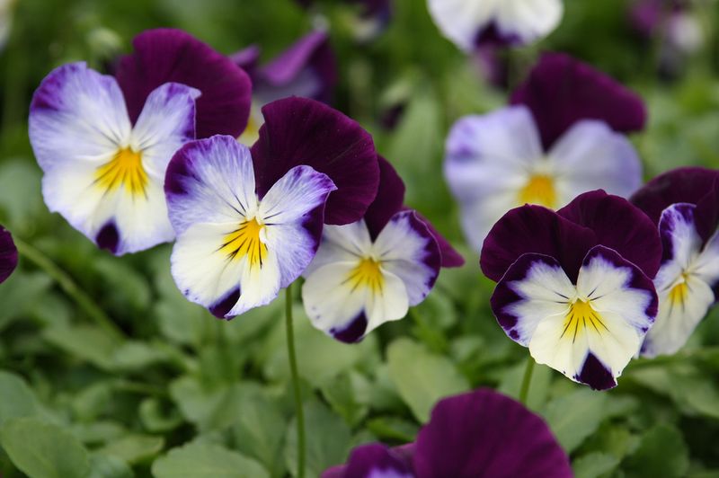Pansy