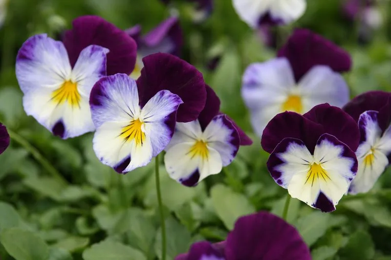 Pansy