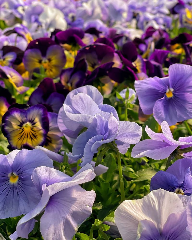 Pansy