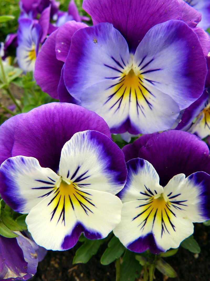 Pansy