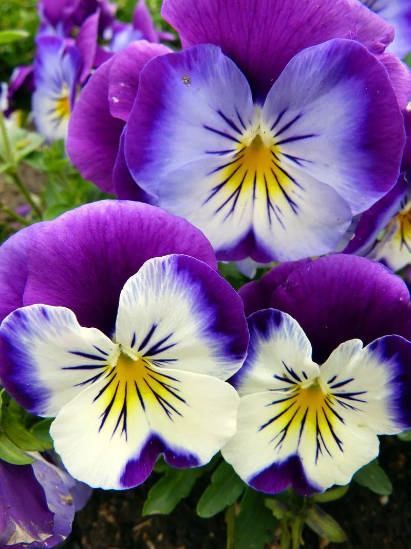 Pansy