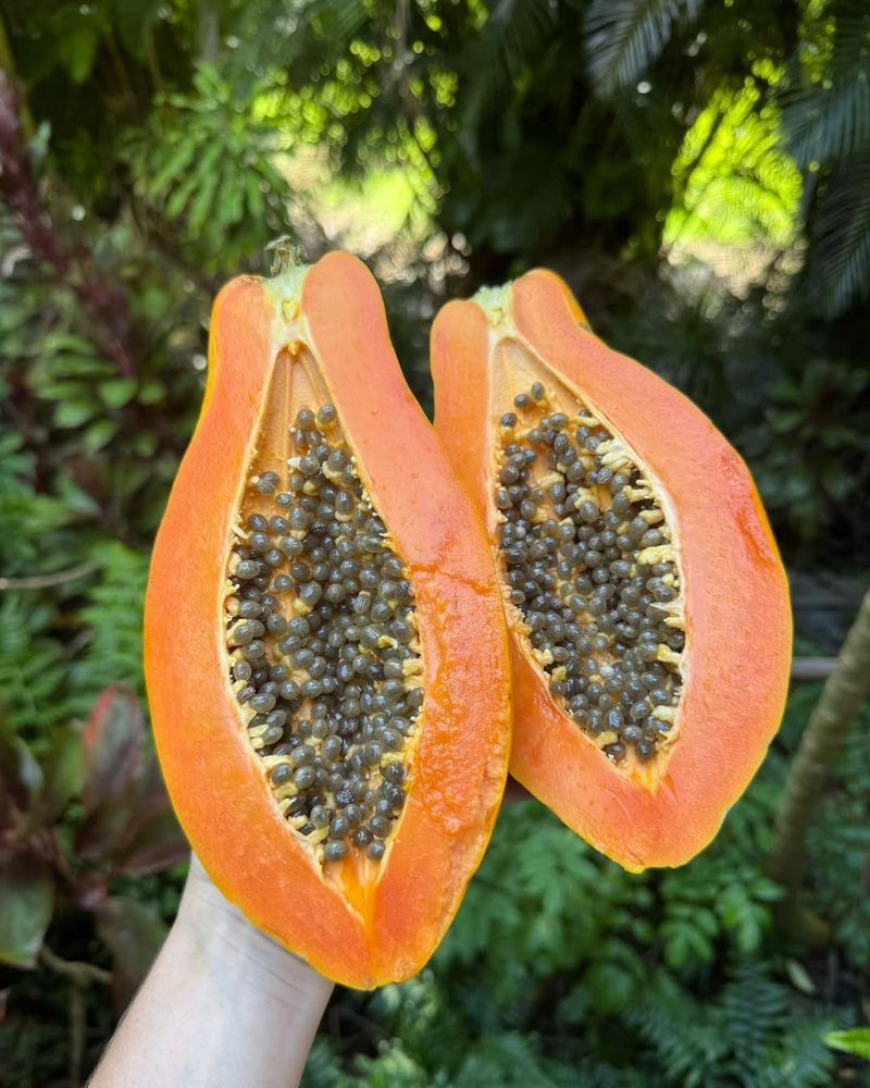 Papaya