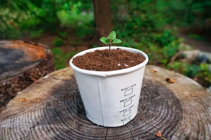 Paper Cups