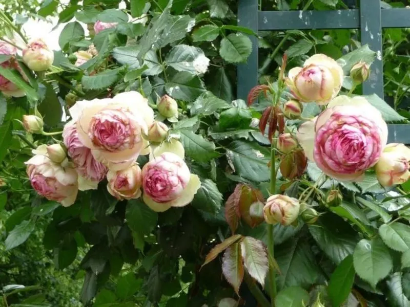 Paris' Promenade Plantée