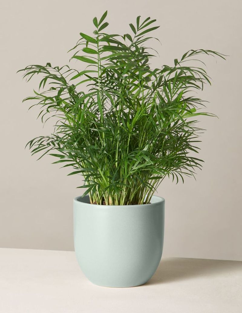 Parlor Palm