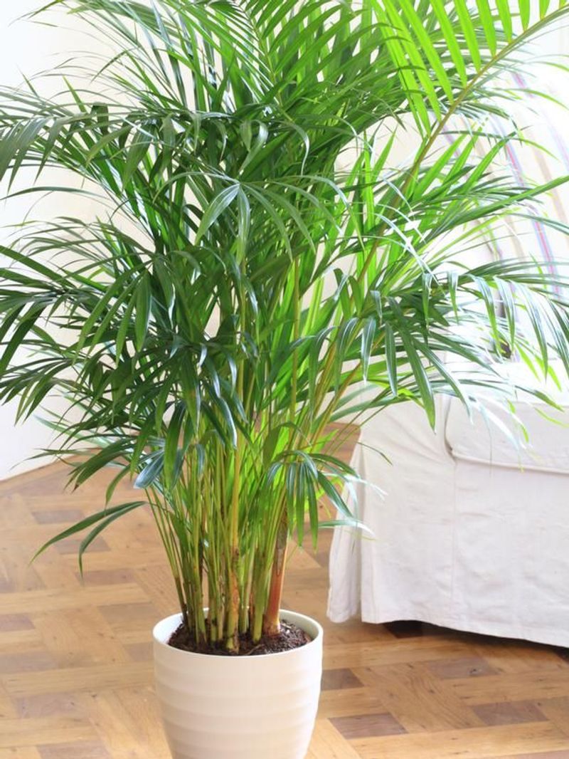 Parlor Palm
