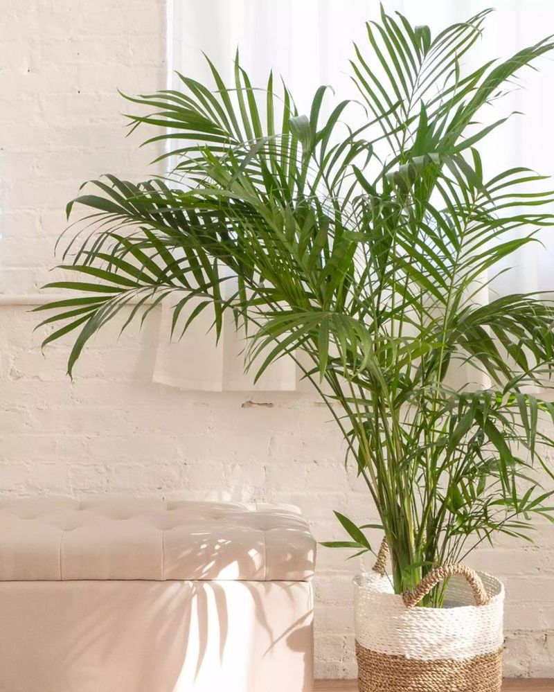 Parlor Palm