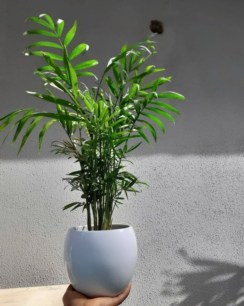 Parlor Palm (Chamaedorea elegans)
