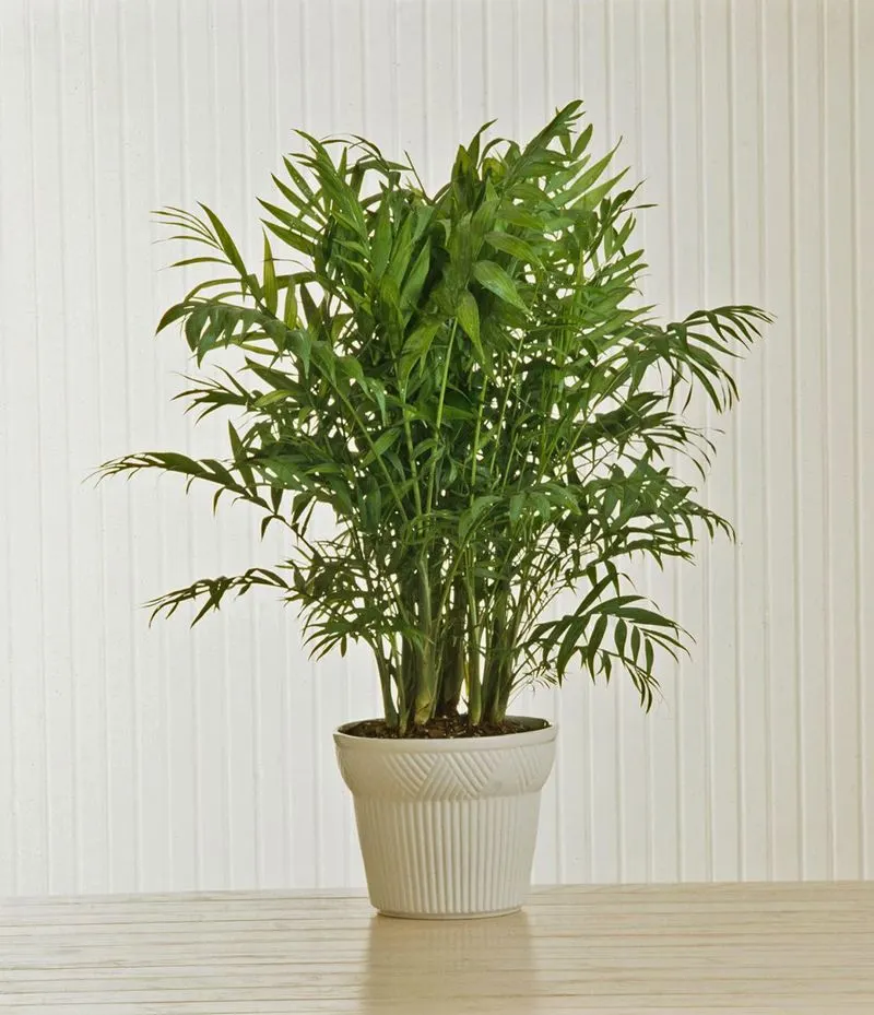 Parlor Palm (Garden Struggle)
