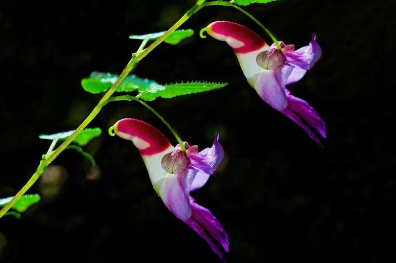Parrot Flower