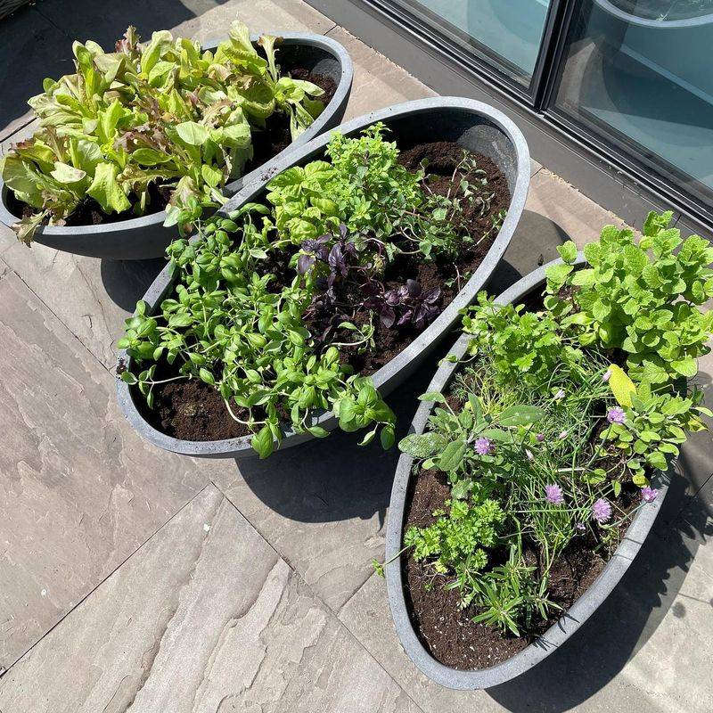 Parsley