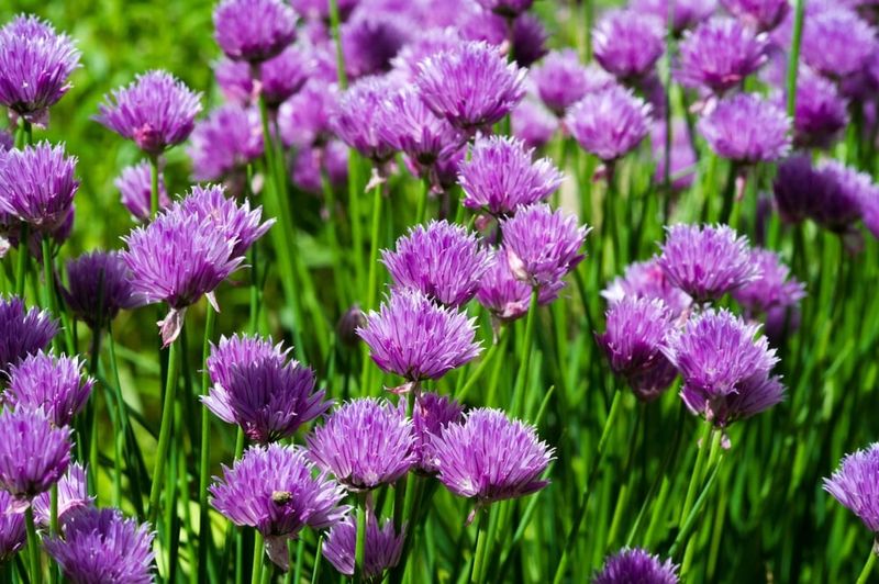 Chives