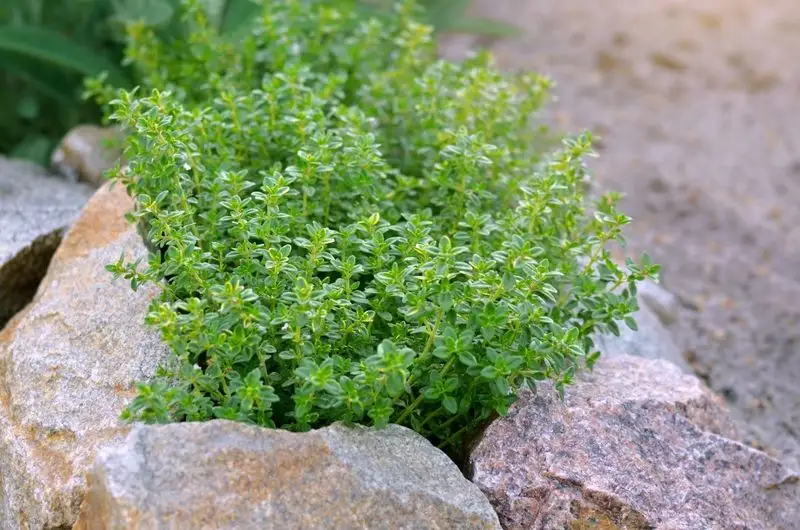 Thyme