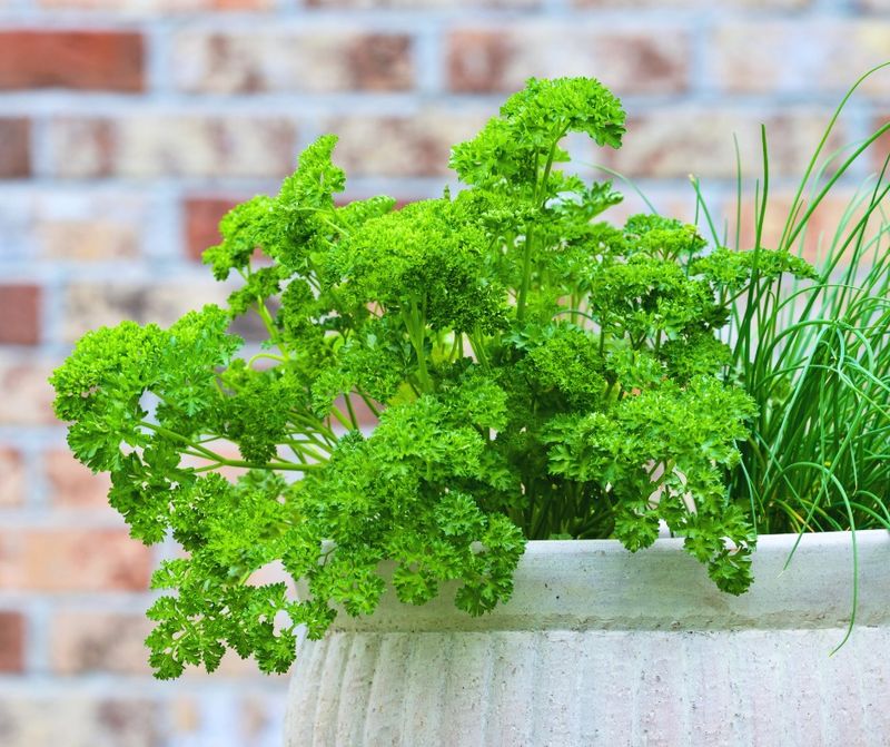 Parsley