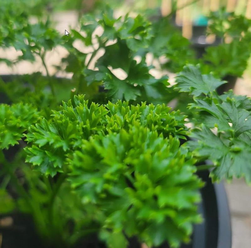 Parsley