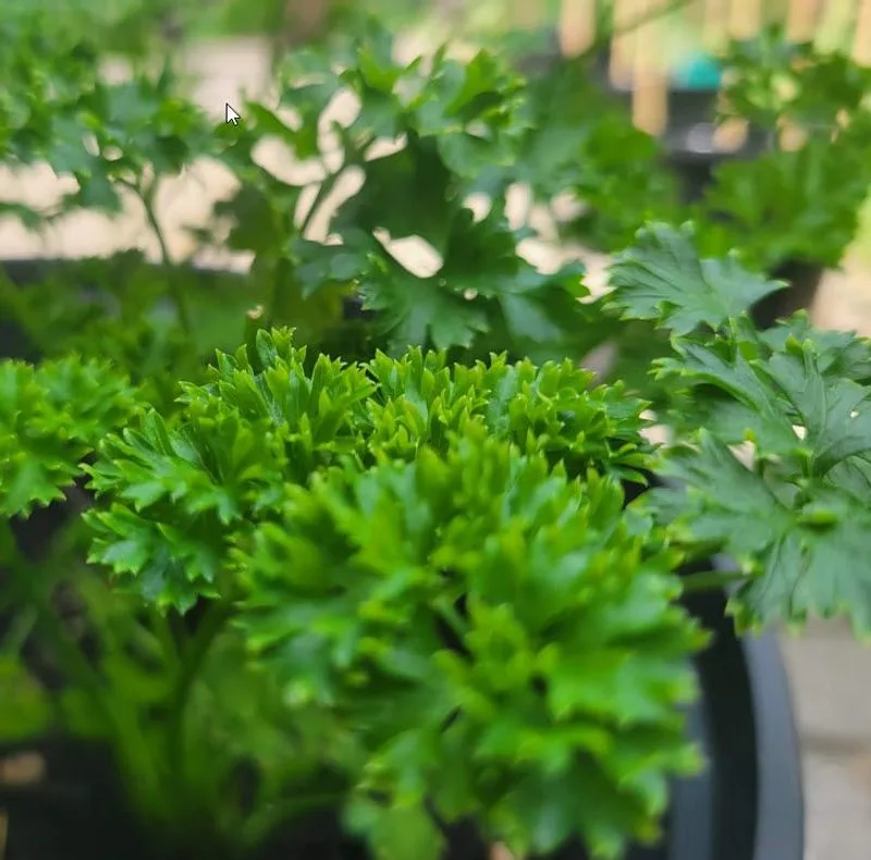 Parsley