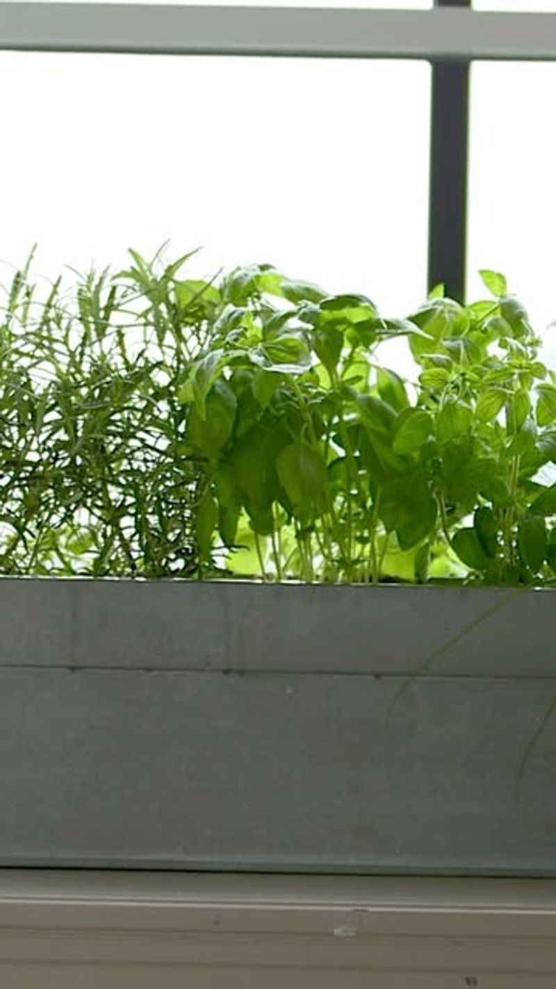 Parsley