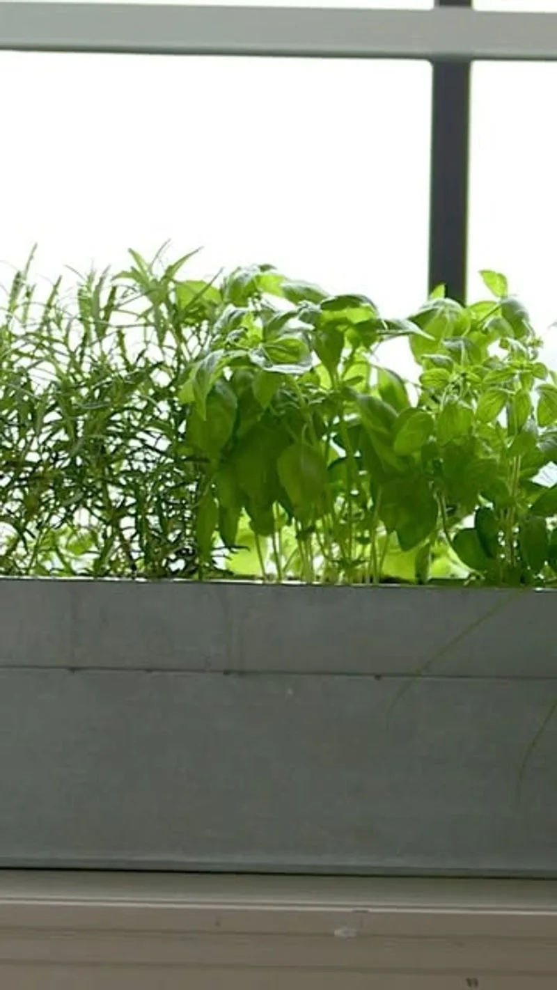 Parsley