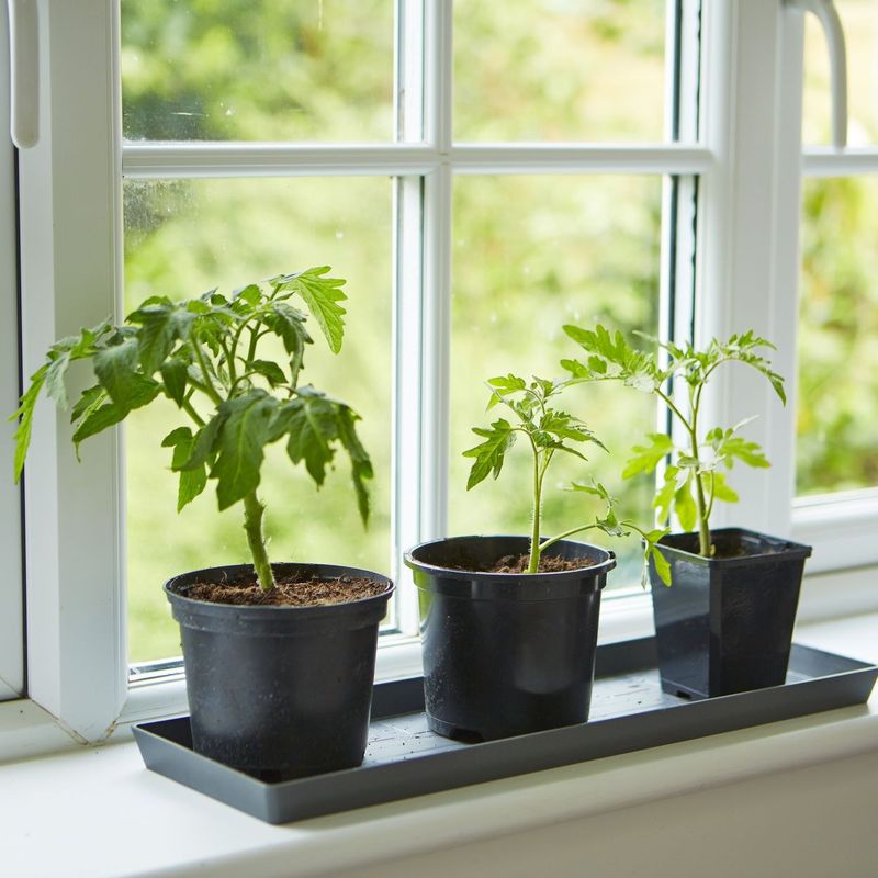 Parsley