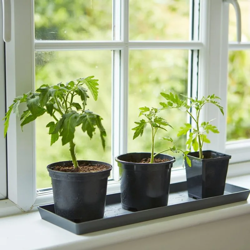 Parsley