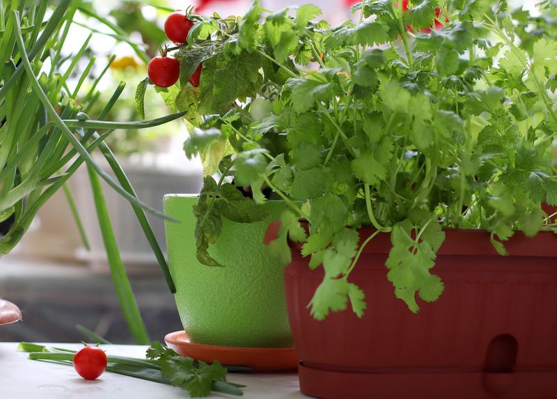 Parsley