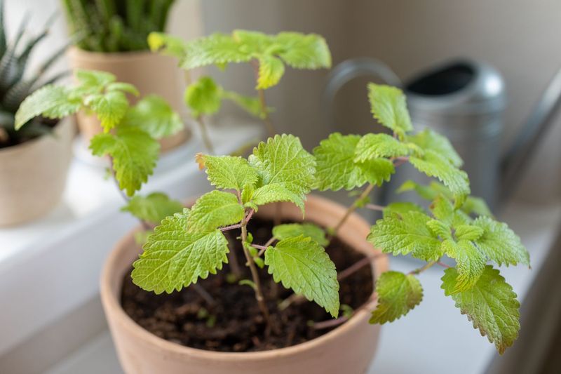 Lemon Balm