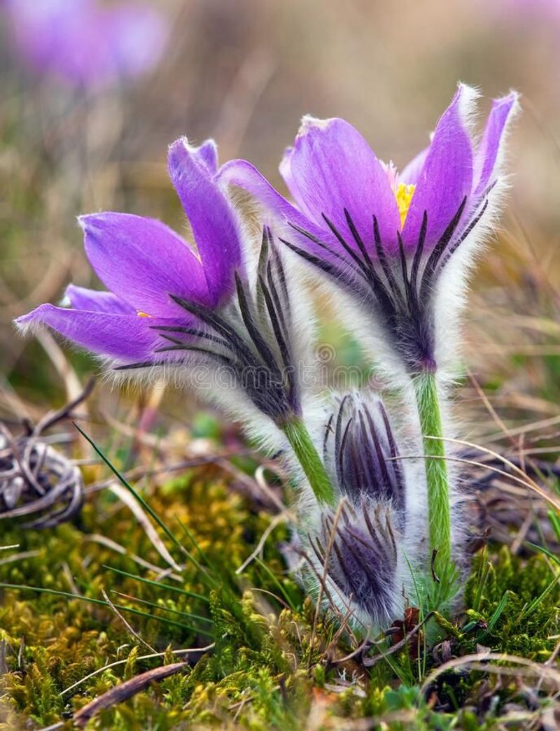 Pasque Flower