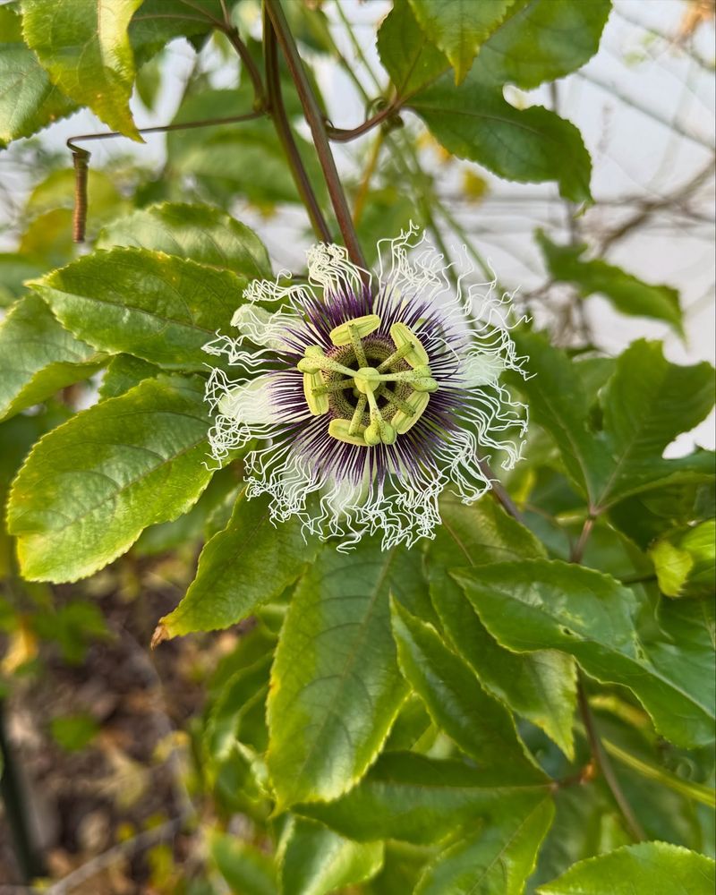 Passion Fruit Vine