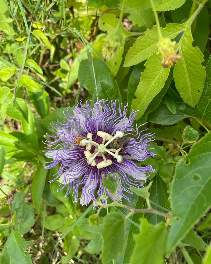 Passionflower