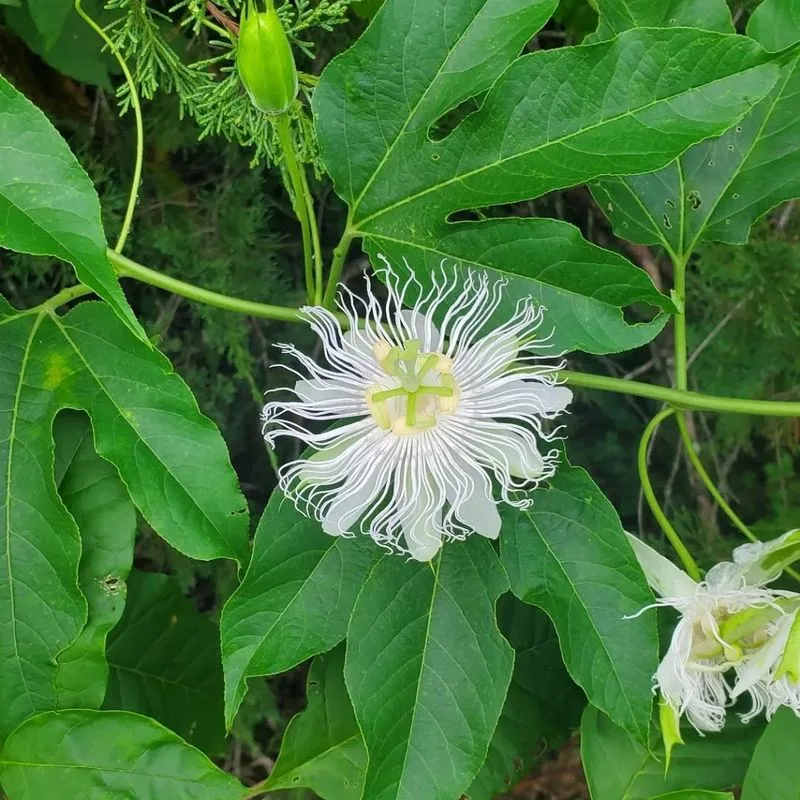 Passionflower