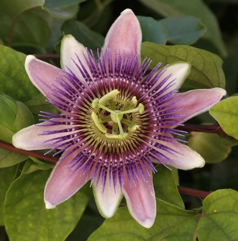 Passionflower
