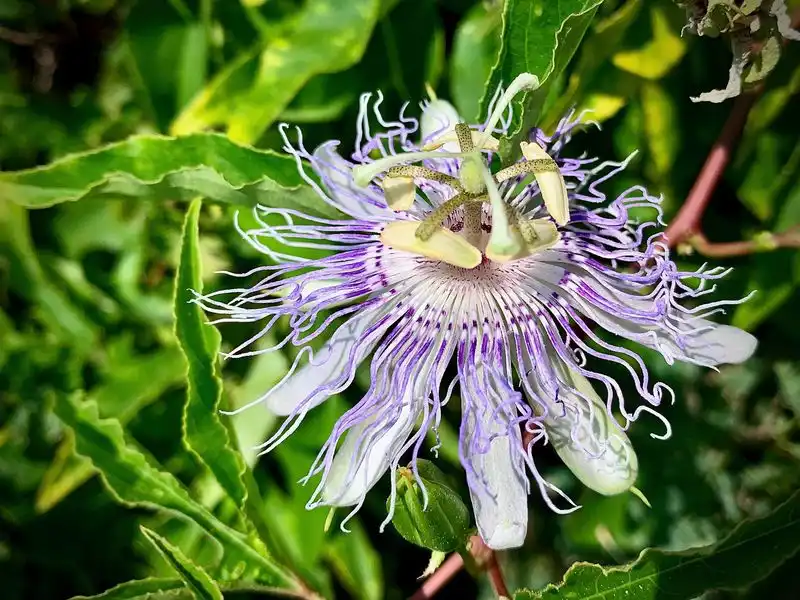 Passionflower
