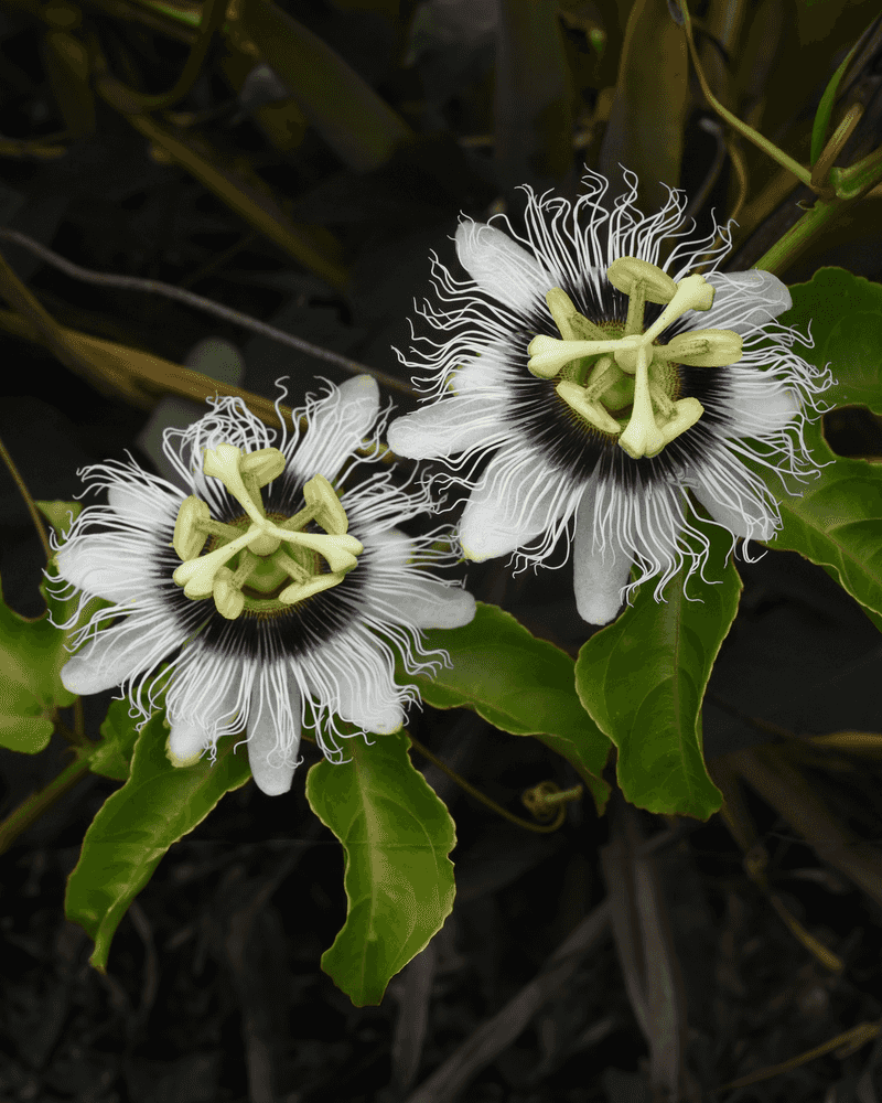Passionflower