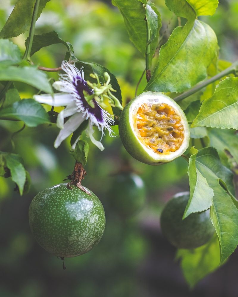 Passionfruit