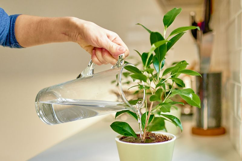 Pasta Water