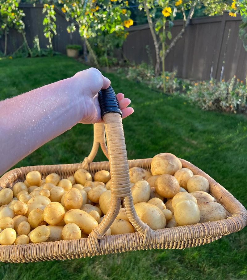 Patio Potato Buckets