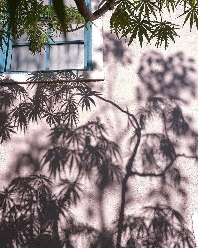 Patterns of Light and Shadow