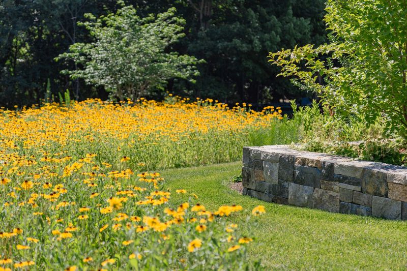 Wildflower Meadow
