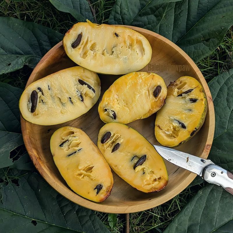 Pawpaw