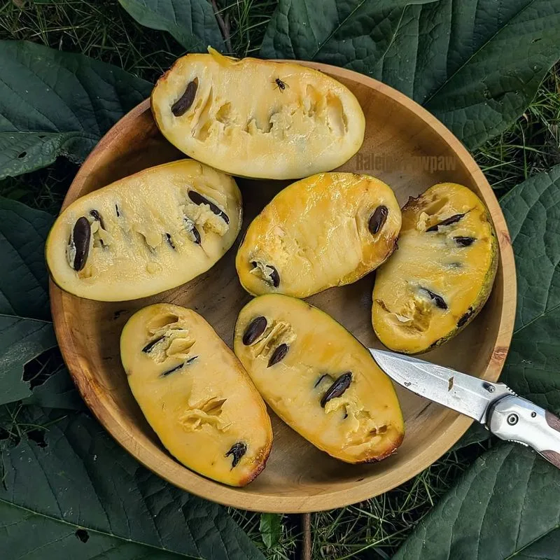 Pawpaw